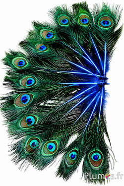 Pauw blauw miniatuur - 15-25 cm - turquoise